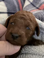 Brown female, a female Poodle - Miniature  for sale in Ocala, FL – 1 of 2