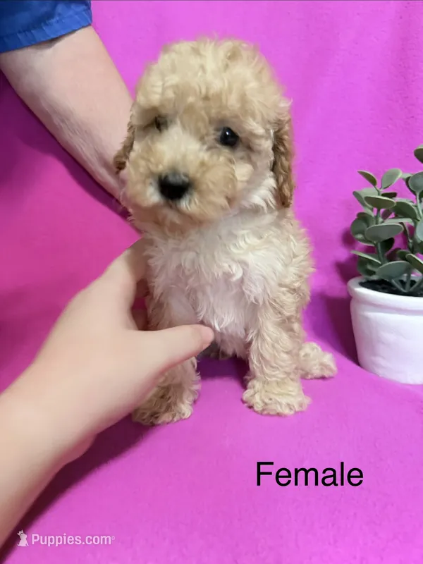 Female puppy pink collar – Poodle - Miniature  puppy for sale in Ocala, FL