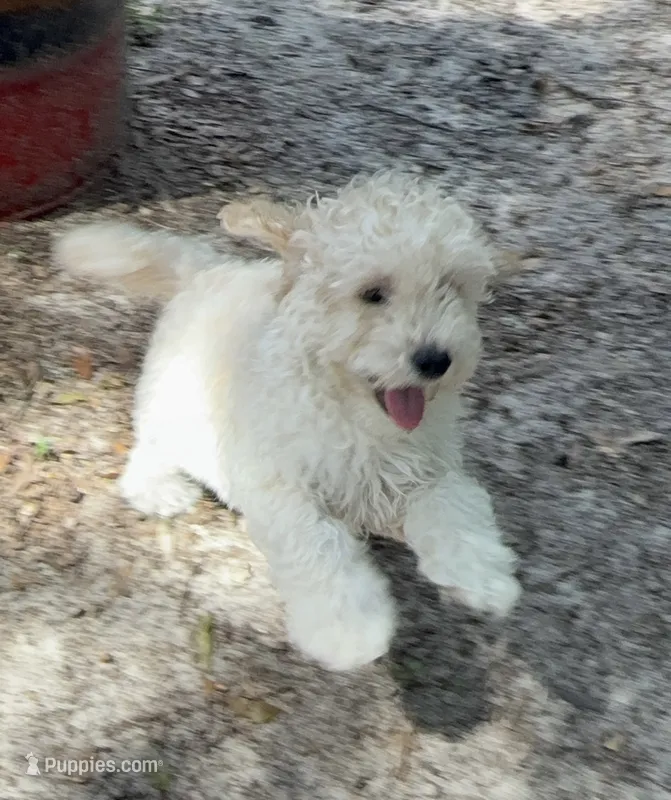 Cream  male  – Poodle - Miniature  puppy for sale in Ocala, FL