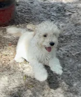 Buddy Reduced, a male Poodle - Miniature  for sale in Ocala, FL – 2 of 5