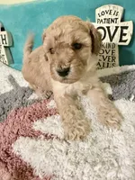 Blue collar Female puppy, a female Poodle - Miniature  for sale in Ocala, FL – 3 of 3