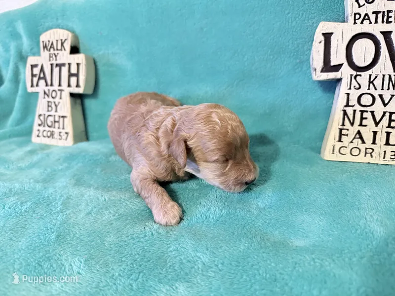 Red 2 – Poodle - Miniature  puppy for sale in Ocala, FL