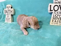 Red 2, a male Poodle - Miniature  for sale in Ocala, FL – 1 of 1