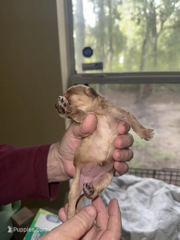 Apricot – Poodle - Miniature  puppy for sale in Ocala, FL