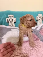 Yellow collar, a male Poodle - Miniature  for sale in Ocala, FL – 3 of 3