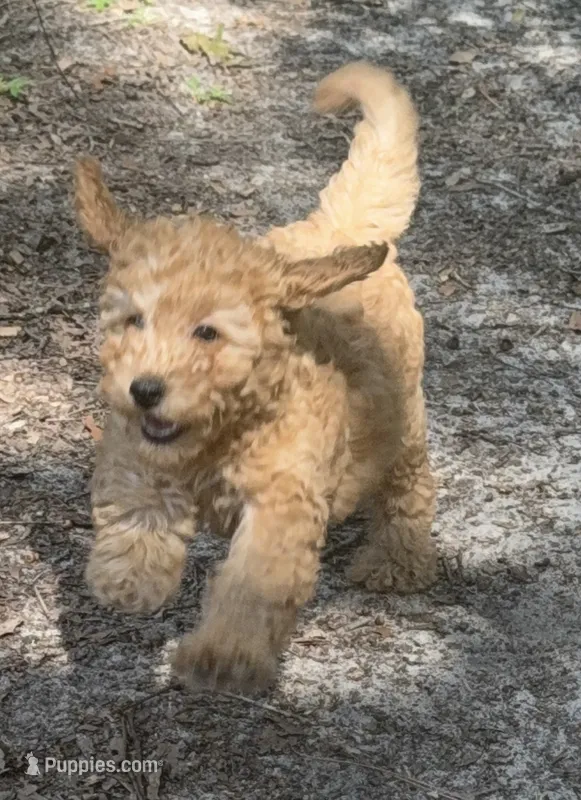 light Red male REDUCED – Poodle - Miniature  puppy for sale in Ocala, FL