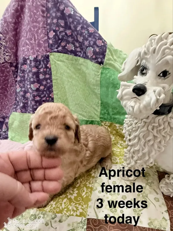 Apricot – Poodle - Miniature  puppy for sale in Ocala, FL