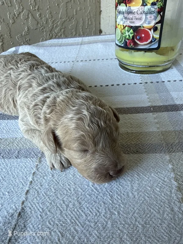 Light Apricot – Poodle - Miniature  puppy for sale in Ocala, FL