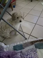 Buddy Reduced, a male Poodle - Miniature  for sale in Ocala, FL – 5 of 5
