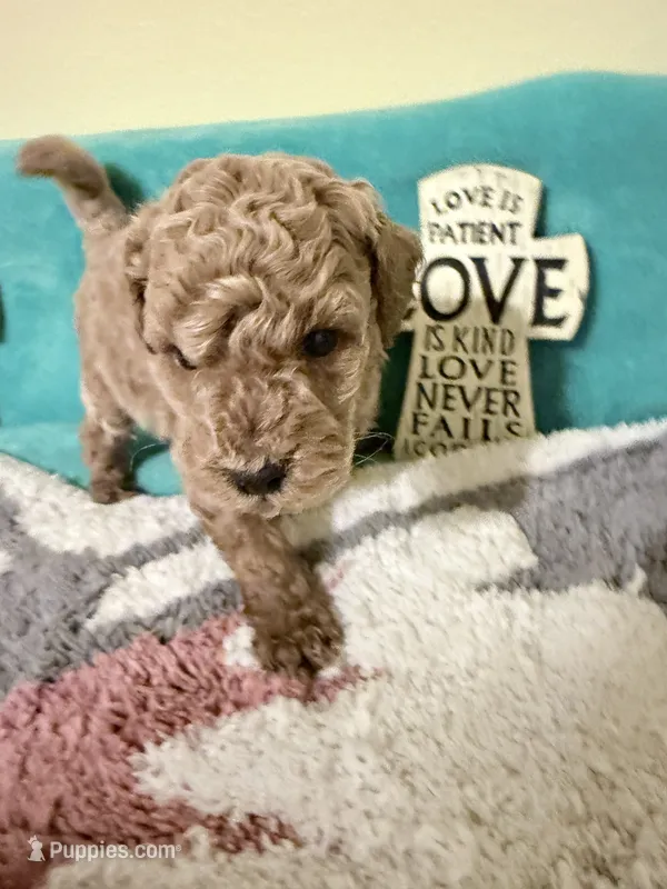 Apricot Male  – Poodle - Miniature  puppy for sale in Ocala, FL