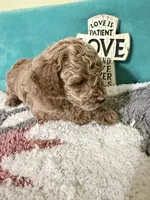 Grey Collar, a male Poodle - Miniature  for sale in Ocala, FL – 1 of 4