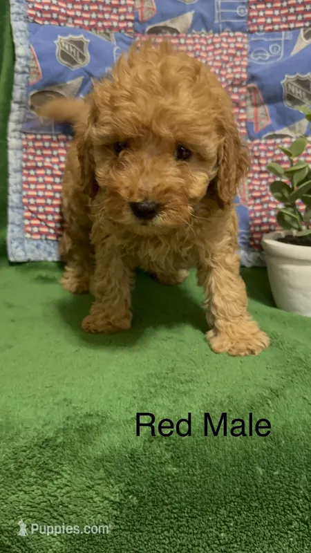 Red Male  – Poodle - Miniature  puppy for sale in Ocala, FL