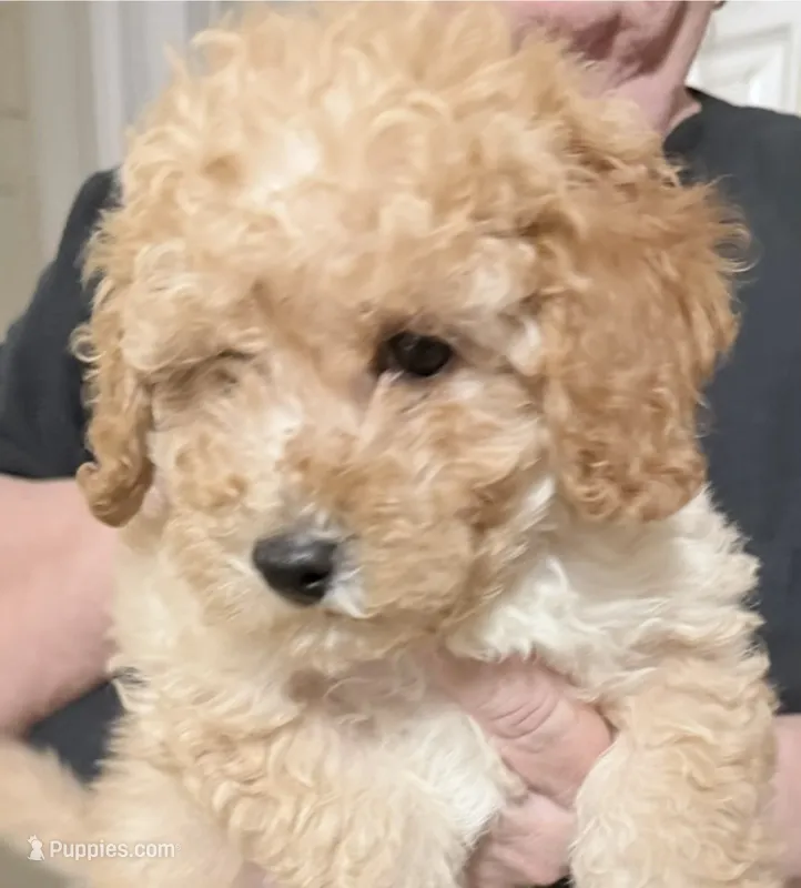 Female puppy pink collar – Poodle - Miniature  puppy for sale in Ocala, FL