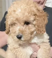 Female puppy , a female Poodle - Miniature  for sale in Ocala, FL – 1 of 2