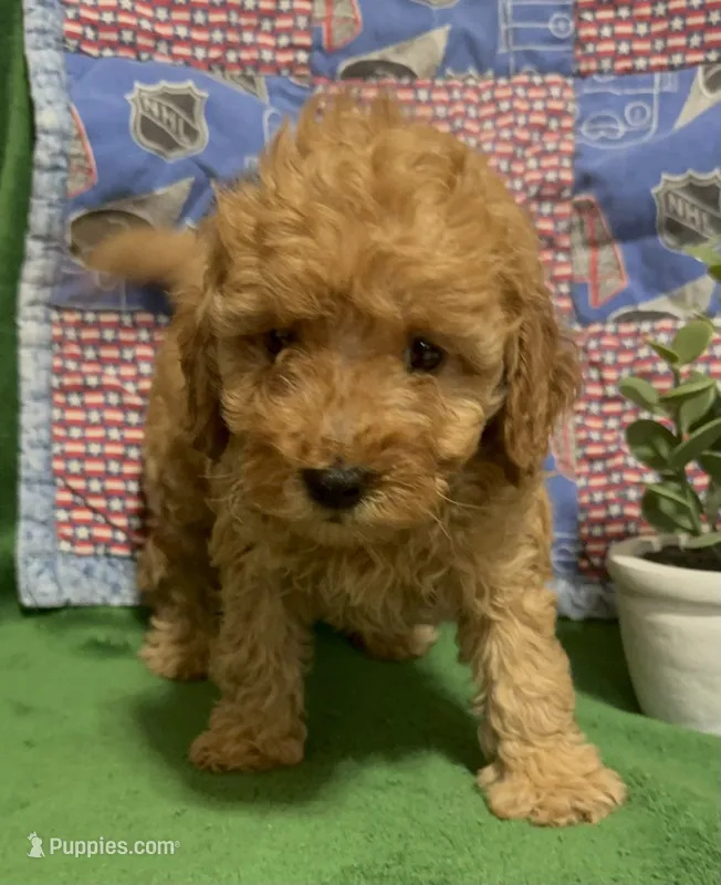 Red Male  – Poodle - Miniature  puppy for sale in Ocala, FL
