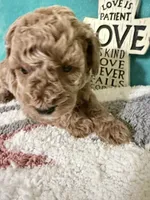 Grey Collar, a male Poodle - Miniature  for sale in Ocala, FL – 3 of 4