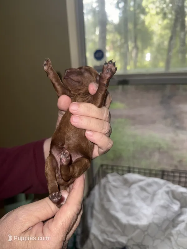 Red – Poodle - Miniature  puppy for sale in Ocala, FL