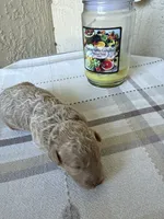 Sable, a female Poodle - Miniature  for sale in Ocala, FL – 3 of 4