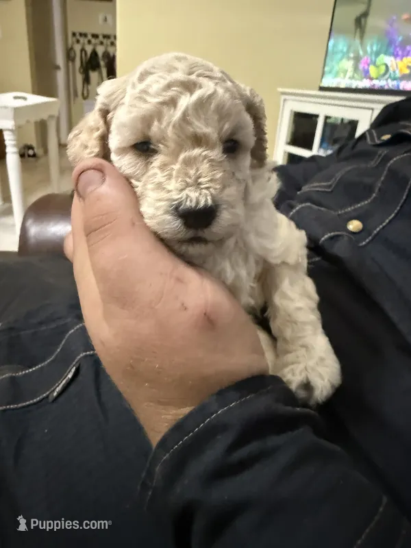 Light apricot male  – Poodle - Miniature  puppy for sale in Ocala, FL