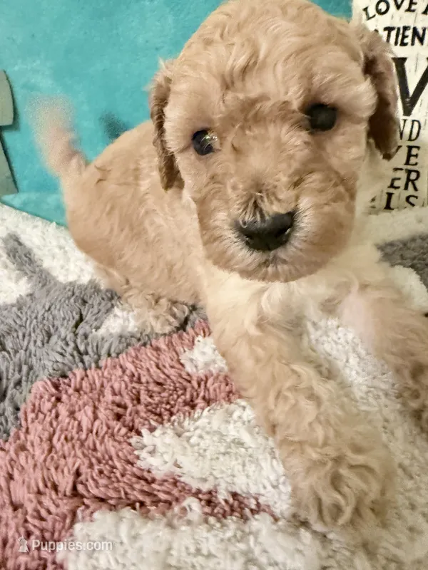 Blue collar Female puppy – Poodle - Miniature  puppy for sale in Ocala, FL