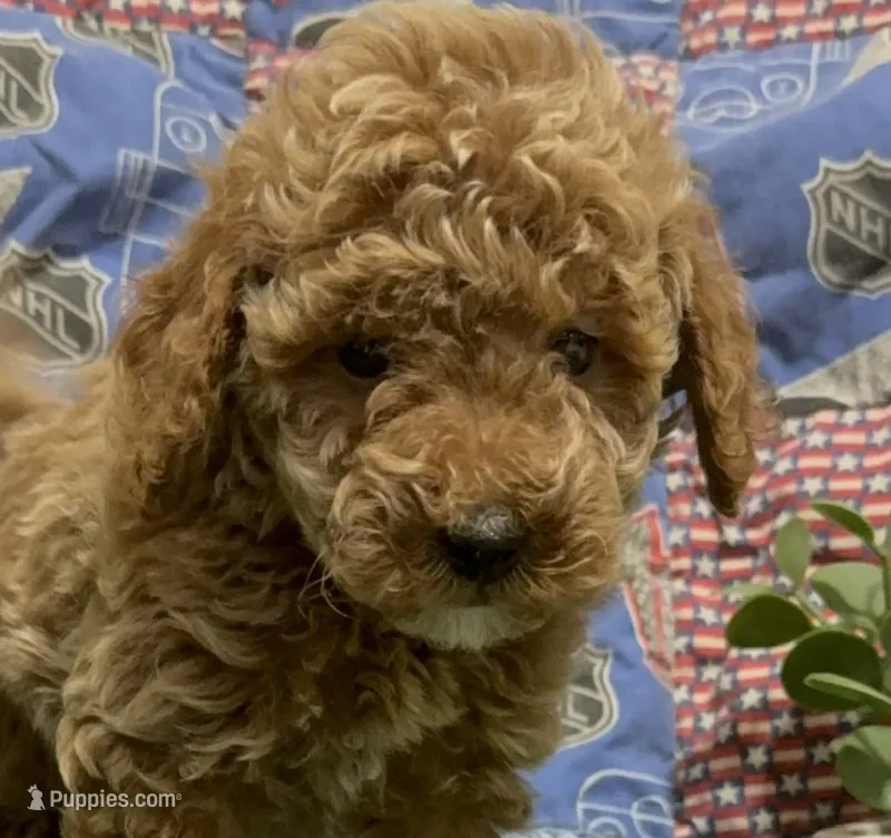 Red Male  – Poodle - Miniature  puppy for sale in Ocala, FL