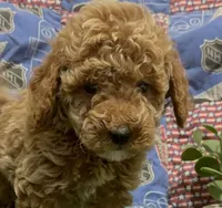 Red Male , a male Poodle - Miniature  for sale in Ocala, FL – 1 of 2