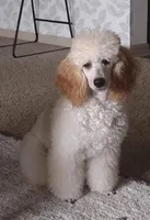 processed/0a24b126-1ec6-4ddd-a16f-27a0046ea67d/listing/e9801cb0-50e5-419e-a89f-6ff8c19a18d1/daa8a820-1528-40bf-8594-fe2838bf2c7b