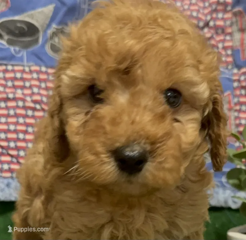 Yellow collar light Red Reduced – Poodle - Miniature  puppy for sale in Ocala, FL