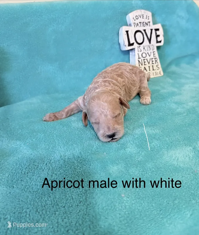 Apricot Male  – Poodle - Miniature  puppy for sale in Ocala, FL