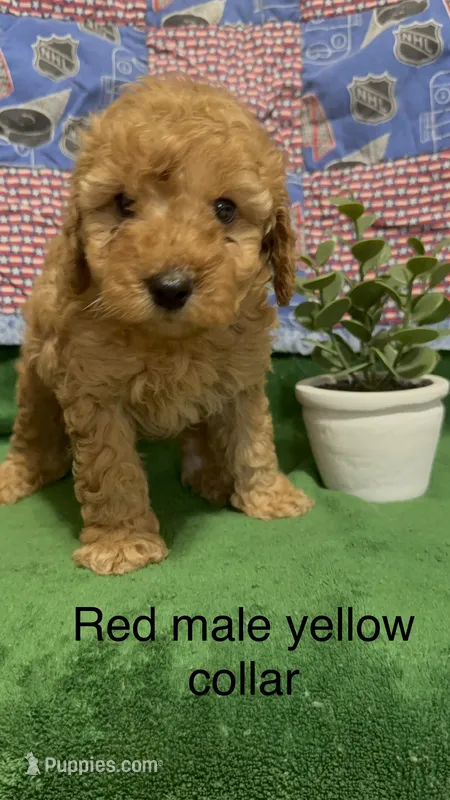 Yellow collar light Red – Poodle - Miniature  puppy for sale in Ocala, FL