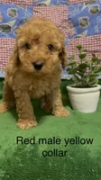Yellow collar light Red, a male Poodle - Miniature  for sale in Ocala, FL – 1 of 4