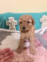 light Red male REDUCED, a male Poodle - Miniature  for sale in Ocala, FL – 2 of 3
