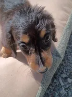 Jazzy, a female Miniature Dachshund for sale in Godfrey, IL – 1 of 4