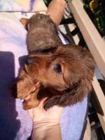Butch, a male Miniature Dachshund for sale in Godfrey, IL – 2 of 4