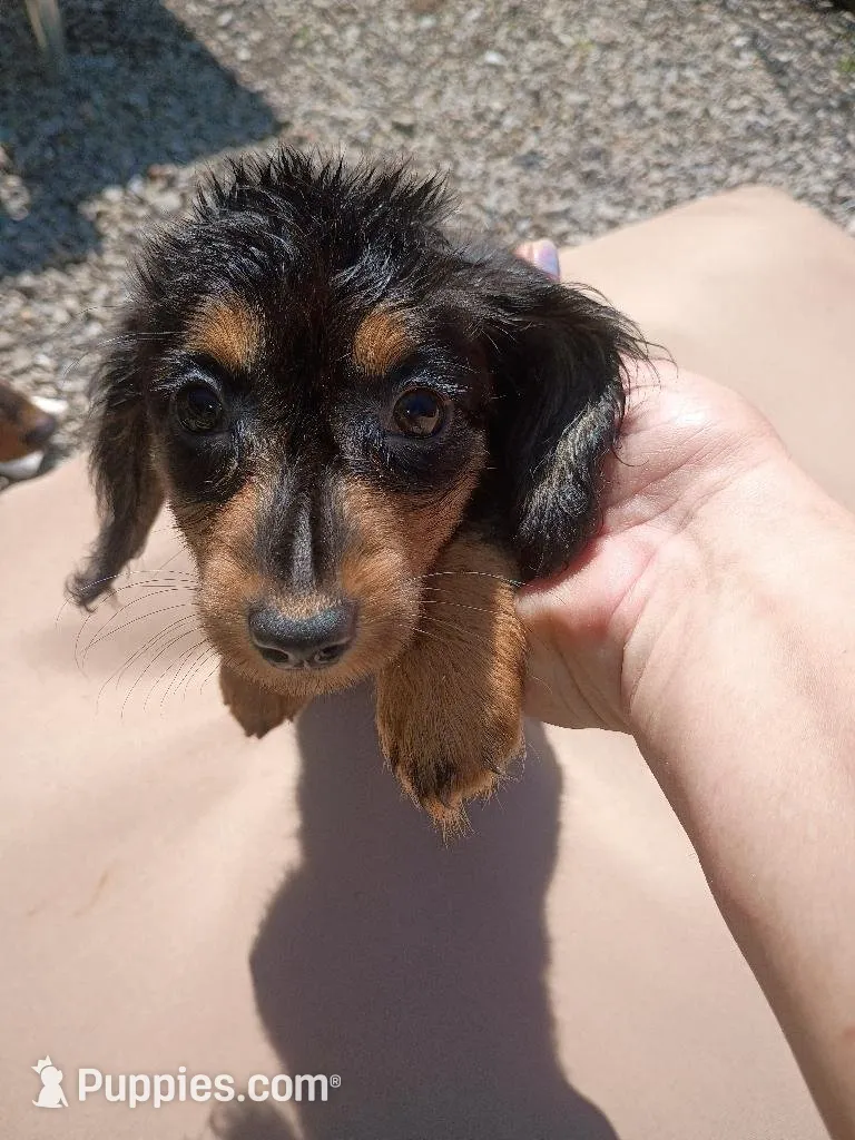 Jazzy, a female Miniature Dachshund for sale in Godfrey, IL – 3 of 4