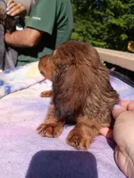 Butch, a male Miniature Dachshund for sale in Godfrey, IL – 3 of 4