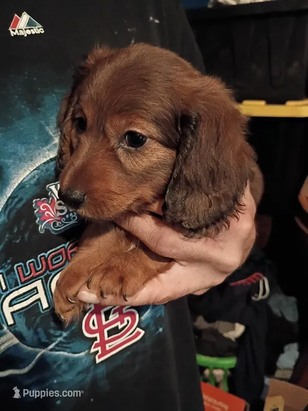 Butch – Miniature Dachshund puppy on hold in Godfrey, IL