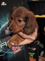 Butch, a male Miniature Dachshund for sale in Godfrey, IL – 1 of 4
