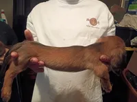 Loverboy, a male Miniature Dachshund for sale in Godfrey, IL – 3 of 3