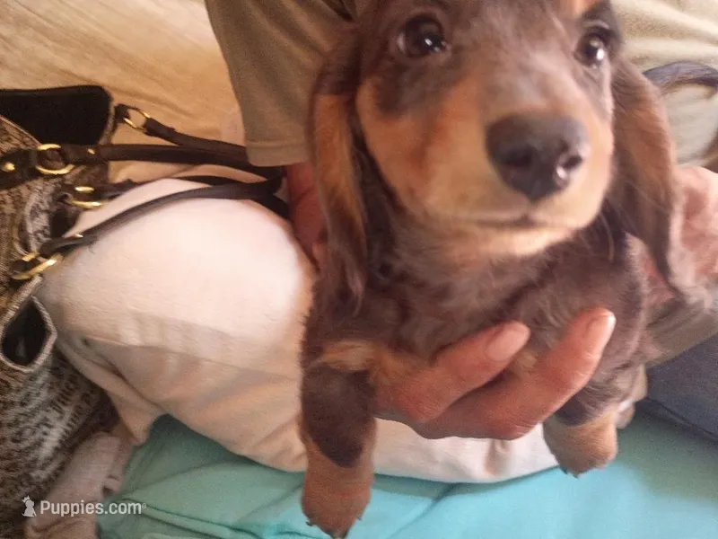 Honeysuckle – Miniature Dachshund puppy on hold in Godfrey, IL
