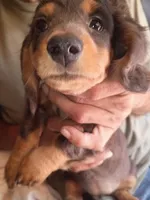 Honeysuckle, a female Miniature Dachshund for sale in Godfrey, IL – 4 of 5