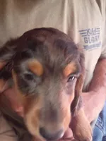 Honeysuckle, a female Miniature Dachshund for sale in Godfrey, IL – 3 of 5
