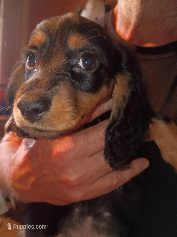 Nova – Miniature Dachshund puppy on hold in Godfrey, IL