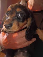 Nova, a female Miniature Dachshund for sale in Godfrey, IL – 1 of 3