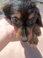 Jazzy, a female Miniature Dachshund for sale in Godfrey, IL – 4 of 4