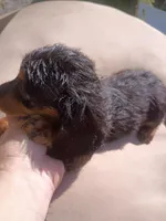 Jazzy, a female Miniature Dachshund for sale in Godfrey, IL – 2 of 4