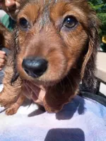 Butch, a male Miniature Dachshund for sale in Godfrey, IL – 4 of 4