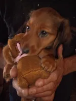 Loverboy, a male Miniature Dachshund for sale in Godfrey, IL – 2 of 3