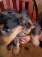 Nova, a female Miniature Dachshund for sale in Godfrey, IL – 3 of 3