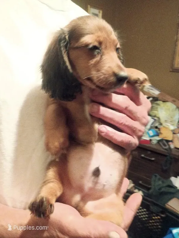 Loverboy – Miniature Dachshund puppy on hold in Godfrey, IL